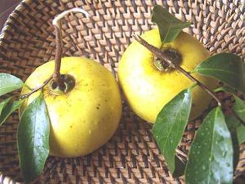 Bài thuốc cổ phương trị nám da, trứng cá