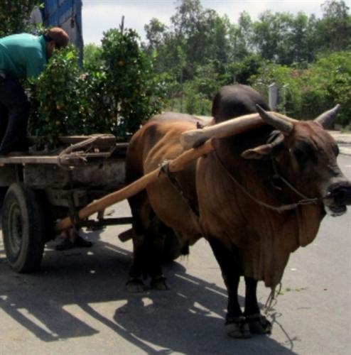 “Bò điên” chở hoa tết húc 3 người nhập viện