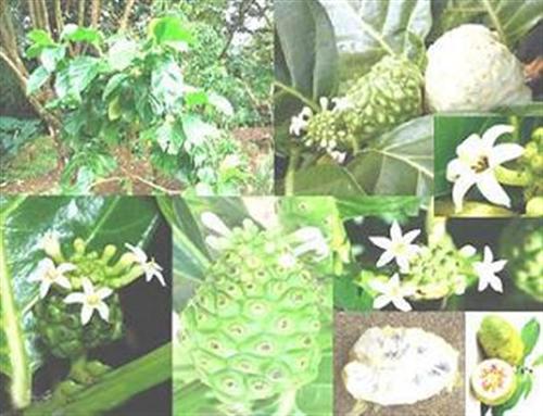 Cây nhàu - Vị thuốc đa năng