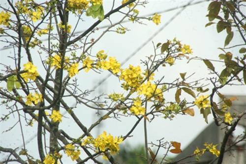 Mai cổ thụ đua nhau nở rộ trước tết 3 tháng