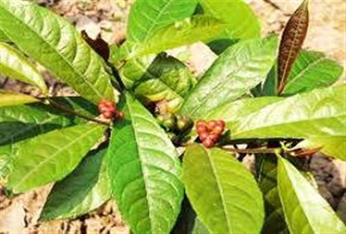 Thuốc nam chữa thấp khớp