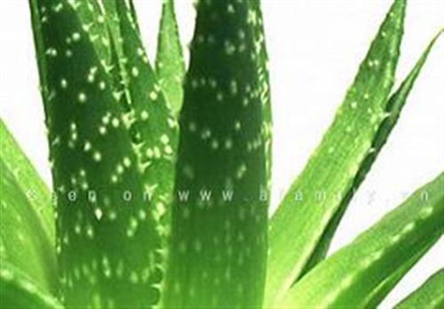 Nha đam giúp mượt tóc, đẹp da