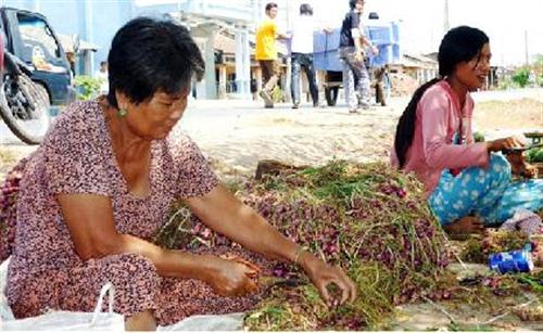 Nhiều người trồng hành tím bị mù mắt