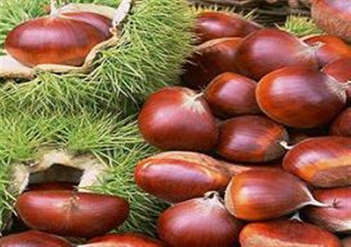 Bí quyết ăn hạt dẻ để khoẻ và da mịn màng