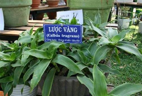 Cây lược vàng có giá trị tăng cường sức khỏe