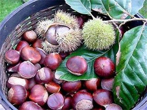 Hạt dẻ - vị thuốc tráng dương