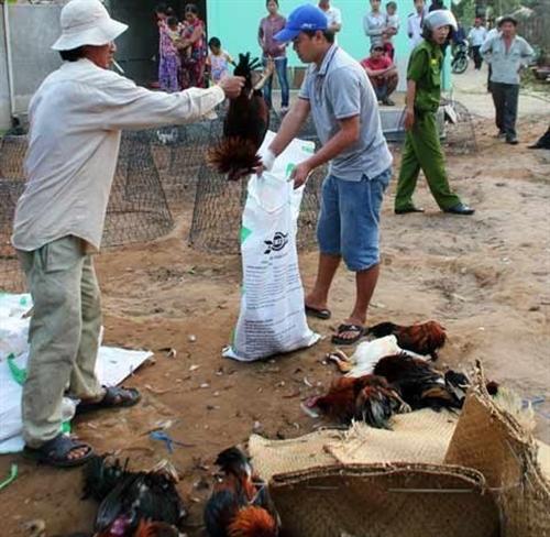 Vụ gí súng đập chết gà: Công an phường xin lỗi!