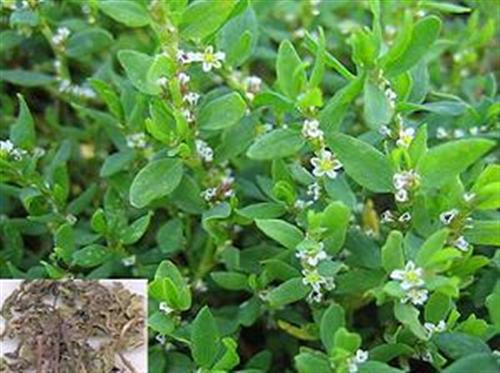 Rau đắng - Vị thuốc lợi tiểu