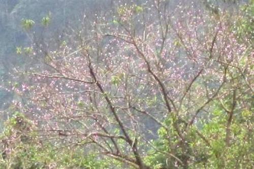 Đào rừng bung nở