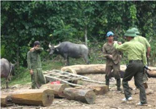 Hai kiểm lâm viên bị hành hung giữa đêm khuya