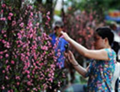 Hoa đào Bắc khoe sắc ở phương Nam