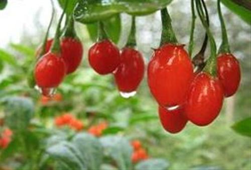 7 thực phẩm dinh dưỡng dành cho phái đẹp