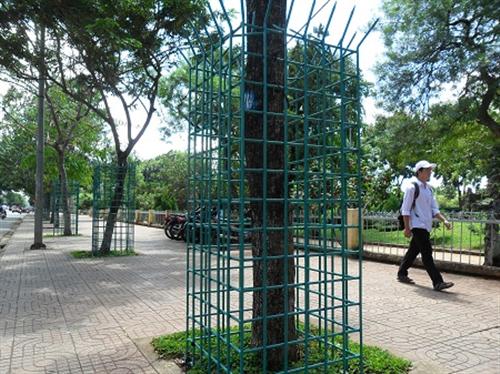 “Chiến dịch” khoác “áo giáp sắt” cho cây sưa