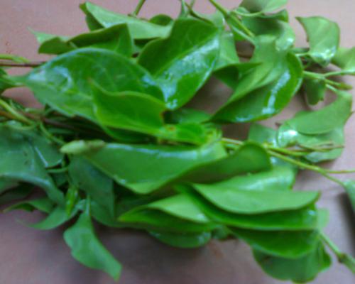 Lá giang loại bỏ sỏi thận