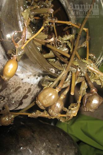 Toàn cảnh vụ 