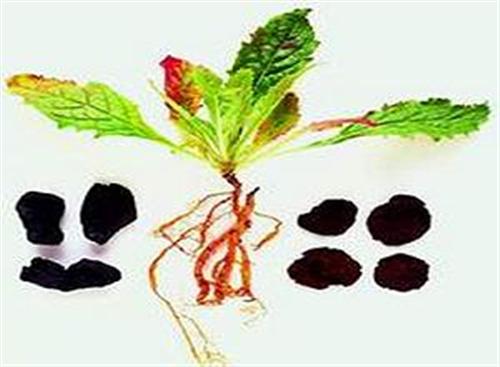 Bài thuốc trị đau dây thần kinh hông