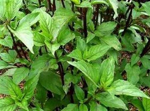 Rau húng quế giảm đau, chữa dị ứng