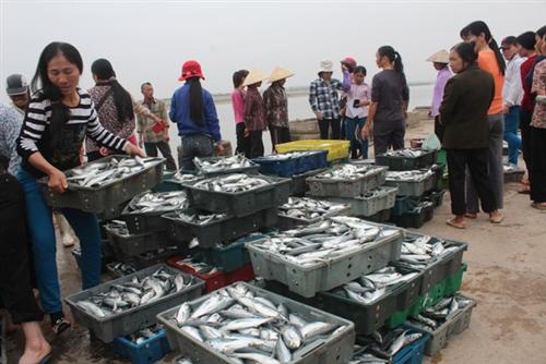 Ăn tết trên biển, đầu năm đưa “lộc biển” về nhà