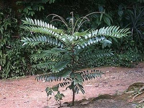 Cây mật nhân chữa 