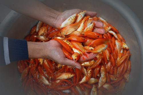 Cá chép đỏ trước giờ tiễn Táo quân