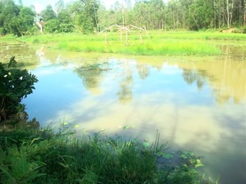 Chết đuối khi đi mò ốc mua gạo