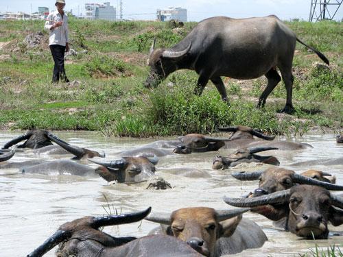 Chuyện những tỷ phú trắng tay vì... gái trẻ