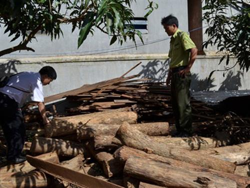 Đổ xô săn gỗ đổi màu