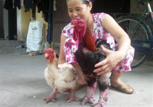 Gà Đông Tảo giá hàng triệu đồng hút khách