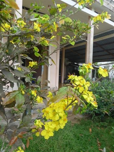 Miền Tây mai vàng rực rỡ “ăn” Tết sớm