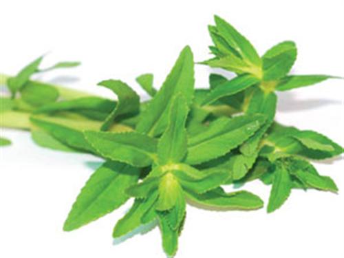 Rau ngổ - quà tặng của thiên nhiên cho