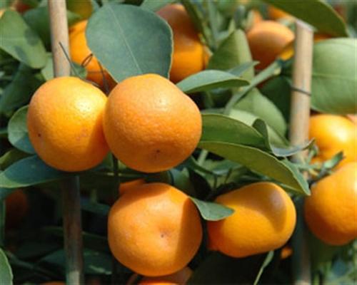 Trị ho bằng quả quất