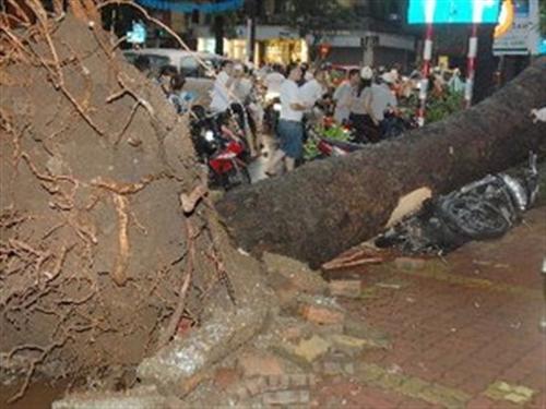 42 người chết, mất tích và bị thương trong bão số 5