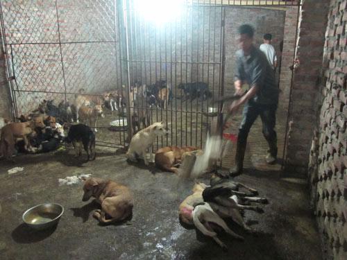 Trộm chó liên tỉnh: Đêm ở lò “hóa kiếp”