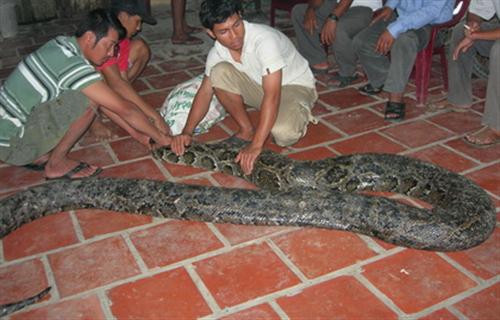 Sự thật về trăn “khổng lồ” tại Sóc Trăng