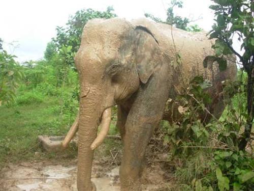 Giây phút kinh hoàng bị voi rừng tấn công